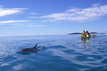 Kayak with Dolphins and 4WD Great Beach Drive Day Trip from Noosa