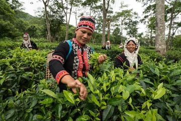 Araksa Tea Garden Experience with Transfer