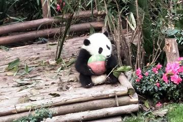 Beijing Panda House and Summer Palace Half Day Private Tour
