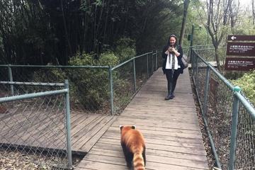 Flexible Chengdu Panda Base Day Tour with Private Guide and Transportation