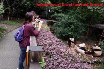Half Day Private Tour: Chengdu Research Base of Giant Panda Breeding