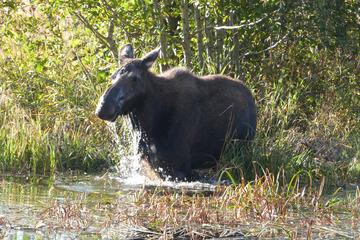 Private Full Day Grand Teton Tour