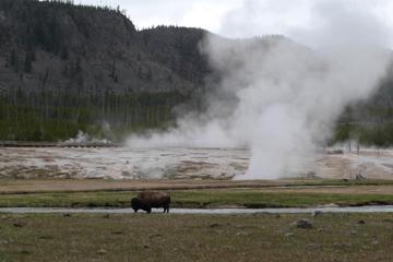 Private Yellowstone Lower Loop Tour