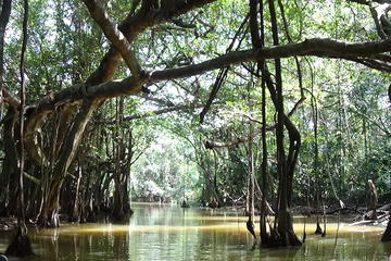 Full-Day Little Amazon and Sri Phang Nga National Park from Khao Lak
