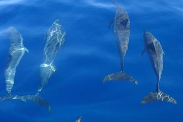 Dolphin Watch Tour in Sesimbra