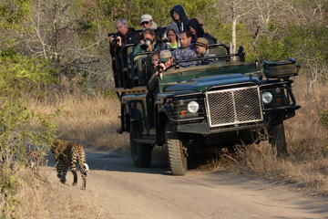 Sabi Sand Sunset Safari
