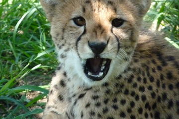 Wildlife Rehabilitation Centre Tour from Hazyview