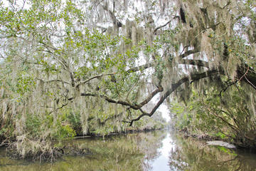 New Orleans Swamp Tour Boat Adventure