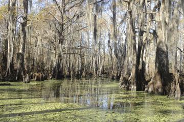 New Orleans Swamp Tour Boat Adventure With Pickup