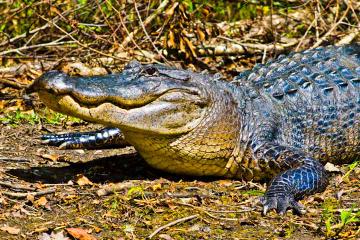 Small Group Swamp Tour by Airboat With Downtown New Orleans Pickup