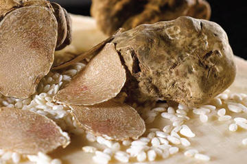 Truffle Hunting Experience with Wine and Lunch in Tuscany