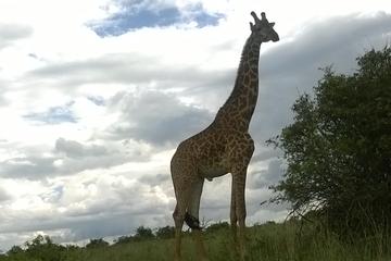 1 Day trip to Hells Gate and Lake Naivasha From Nairobi