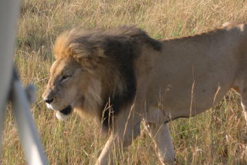 3-Day Maasai Mara Guided Safari from Nairobi