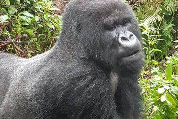 3 DAYS 2 NIGHTS GORILLA AND GOLDEN MONKEY TREKKING IN RWANDA