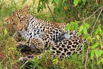 3 DAYS PRIVATE SAFARI TO MAASAI MARA NATIONAL PARK AND AA LODGE