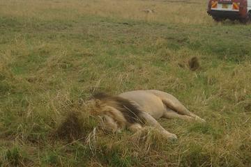 4 Days 3 Nights Group  safari to Maasai Mara and Lake Nakuru National Parks