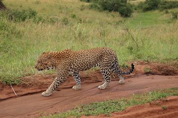 4 Days group budget safari to Maasai Mara only