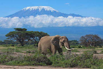 7 day safari to Maasai Mara, Nakuru, Naivasha and Amboseli