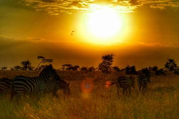 8-Day Best of Kenya and Tanzania Safari from Nairobi
