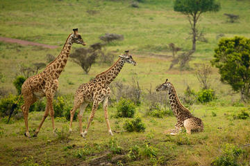Arusha National Park Guided Day Tour from Arusha