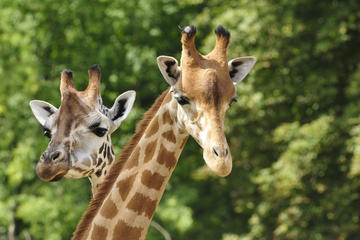 David Sheldrick Elephant Orphanage and Giraffe Center Full-Day Tour from Nairobi
