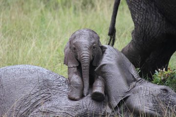 Day Tour: Giraffe Center, Elephant Orphanage and Nairobi National Park