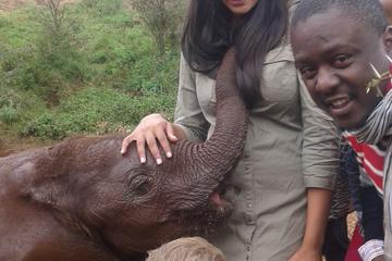 Day tour to Giraffe Center, David Sheldrick and Bomas of Kenya