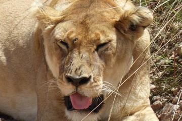 Lake Manyara Guided Day Tour from Arusha