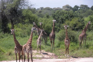 Ngorongoro National Park and Game Drive: Guided Day Tour from Arusha