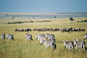 Overnight Private Safari to Maasai Mara 2