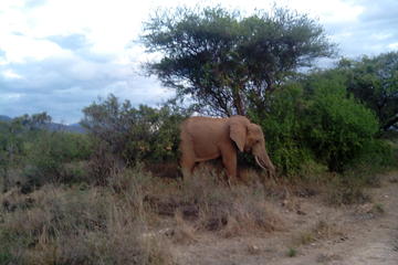 Private 3-Day Tsavo Safari from Mombasa