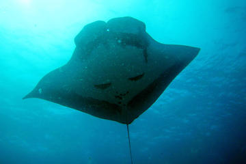 2-Day Similans Scuba Diving from Phuket