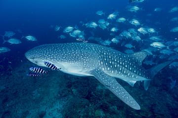 Koh Tachai Scuba Diving daytrip