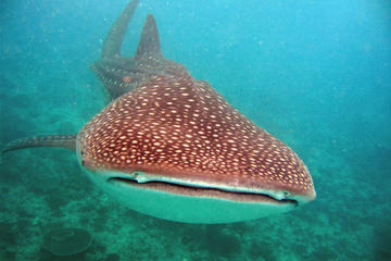 Richelieu Rock Scuba Diving daytrip