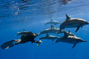 Kealakekua Bay Snorkel and Wild Dolphin Swim