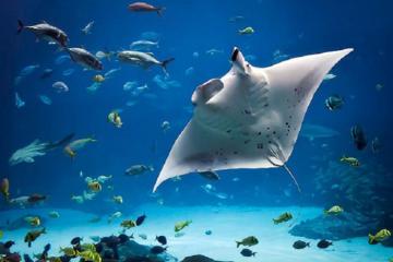 Keauhou Bay Sunset Cruise and Night Manta Swim
