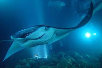 Manta Ray Snorkeling Evening Tour from Keahou Harbor