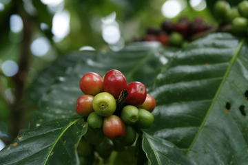 Arenal Coffee Tour