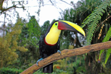Bird Watching Near the Arenal Volcano