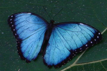 Butterfly and Fauna Garden at Danaus Eco-Center