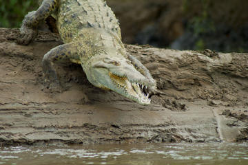 Crocodile River Cruise from Jaco