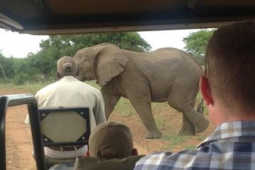 1- Day Big -5 Safari Morning or Evening