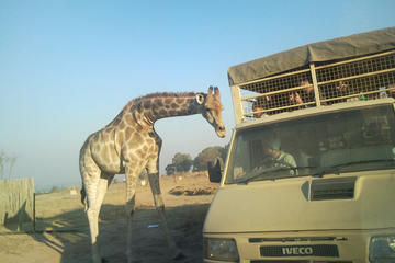 Full Day Safari Experience From Johannesburg With Ziplining