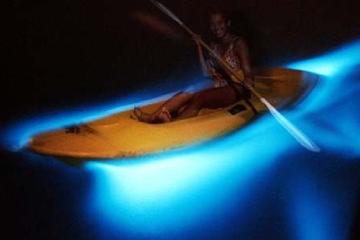 Jamaica Private Tour to Luminous Lagoon