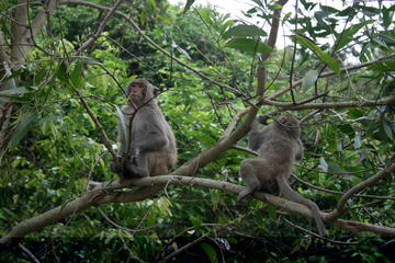 Hanoi - Cuc Phuong National Park 1 day with lunch