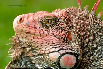 Private EcoAdventure Tour in Santa Teresa
