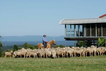 Tobruk Sheep Station: Farm and Australian Outback Experience