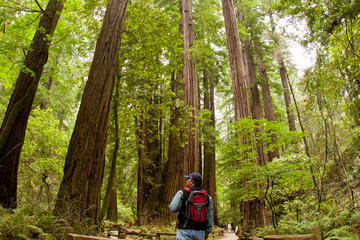 Redwoods of Mill Valley and Marin Walking Tour from Sausalito