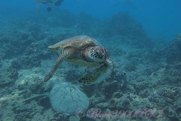 Introduction to Scuba Diving in Oahu from Waikiki