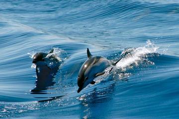 Gibraltar Dolphin Adventure